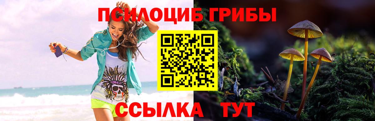 Тулун  Псилоцибиновые грибы Psilocybine cubensis  Вход с VPN 